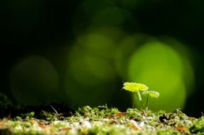 leaves foliage leaf moss macro