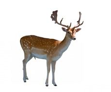 deer fallow male stag