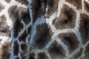 giraffe fur pattern zoo animals