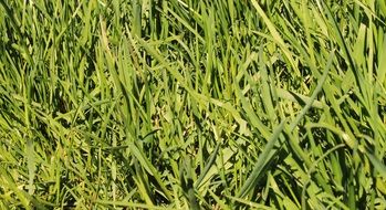 background texture pattern grass