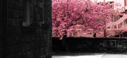 spring tree in pink flowers