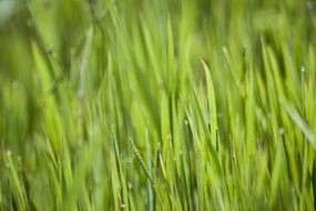 green grasses nature blade of grass