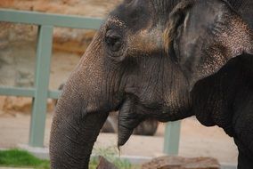 elephant face animal wild wildlife