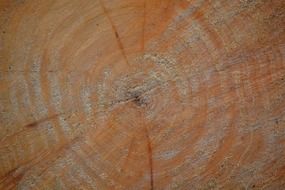 tree wood circles nature