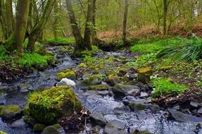 spring beautiful warm forest