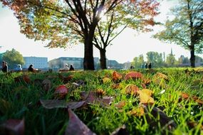 park tree nature green outdoor