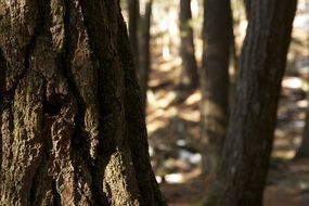 bark detail closeup forest tree