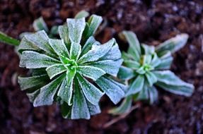 winter frost plant season macro