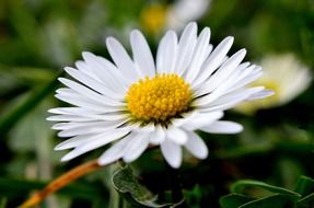 closeup of a daisy