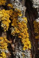 lichen on the tree