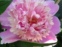 flower peony pink nature blossom