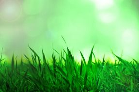 blurred background with green spring grass