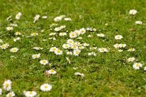 wallpaper with blooming meadow flowers