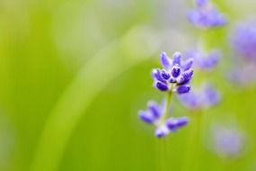 blurred background with spring purple flowers