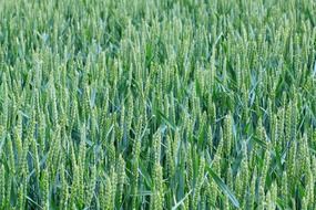 green agricultural field as background