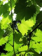 vine leaves in sunny summer day