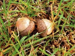 acorn nature outdoors nut acorns