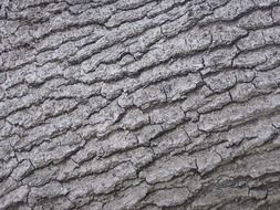 tree bark pattern picture