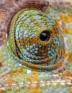 chameleon eye details close up