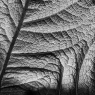 nature structure leaf texture