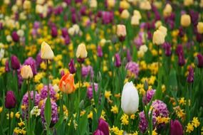purple orange yellow tulips tulip