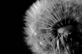 dandelion seed head in black and white