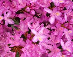 flower rhododendron pink blossom