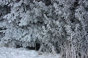 winter coniferous forest