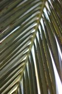 coconut palm leaf detail