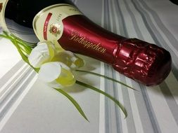 bottle of champagne and tulips on the table