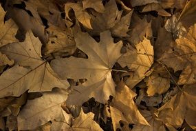 leaf autumn yellow season color