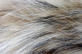 fur soft texture background