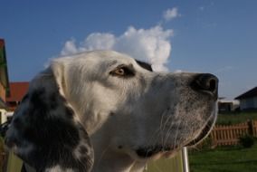 dog animal friend pet view eyes