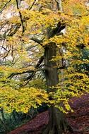 autumn season leaves tree color