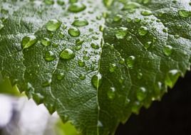 green leave after rain