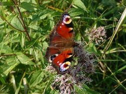 butterfly bee nature insects