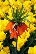 orange green tulips tulip