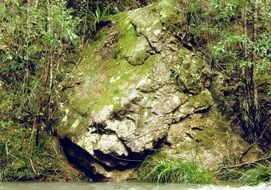 stone moss riverbank rainforest