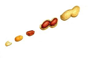 peanuts background nuts shelled