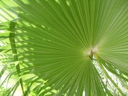 palm green tropical nature design