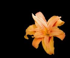 flower lily orange black