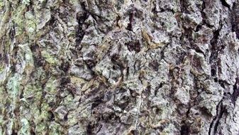 forest tree bark structure