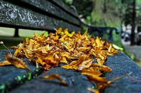 autumn leaves on the park bench