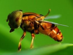 macro view of a fly for wallpaper