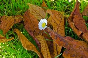 flower leaves leaf autumn season