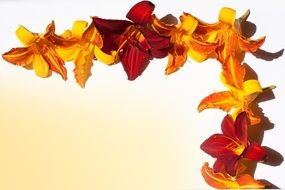 daylily flowers summer stationery N4