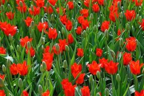 background flower bed bloom