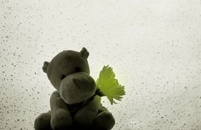 hippo raindrops rain drops