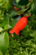 closeup picture of the red bloom in a garden
