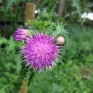 thistle purple flower sharp prickles